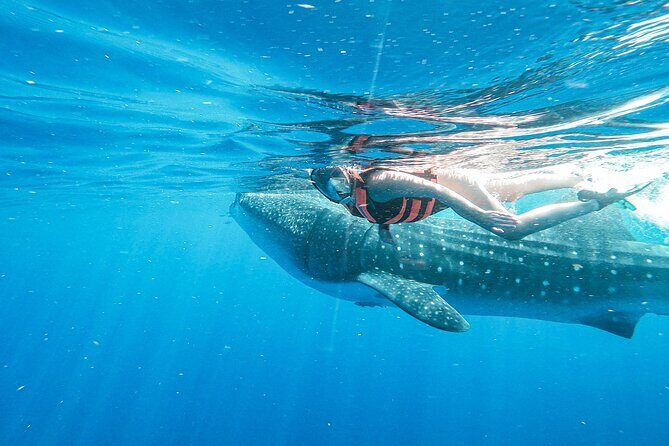 Whale Shark Adventure in Isla Mujeres and Cancun - Food and drinks: snacks, lunch, and the ceviche moment