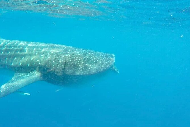 Whale Shark Adventure in Isla Mujeres and Cancun - Why the small-group limit (10 people) makes a difference