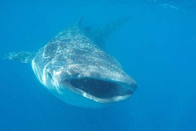 Whale Shark Adventure in Isla Mujeres and Cancun - Getting to the dock: Cancun hotel pickup vs Isla Mujeres check-in