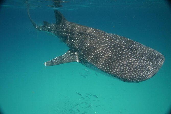 Whale Shark Encounter Full-Day all inclusive Tour from Riviera Maya - Sunscreen rules and comfort tips for swimming with giants