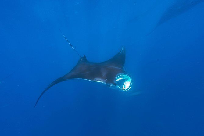 Whale Shark Encounter Full-Day all inclusive Tour from Riviera Maya - Price and logistics: what you truly pay for at booking