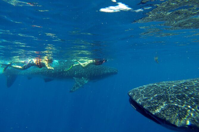 Whale Shark Encounter Full-Day all inclusive Tour from Riviera Maya - What to bring so the day feels easy