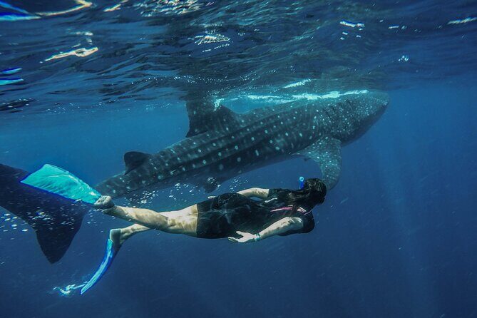 Whale Shark Encounter Full-Day all inclusive Tour from Riviera Maya - Punta Sam breakfast and the boat-to-wildlife rhythm