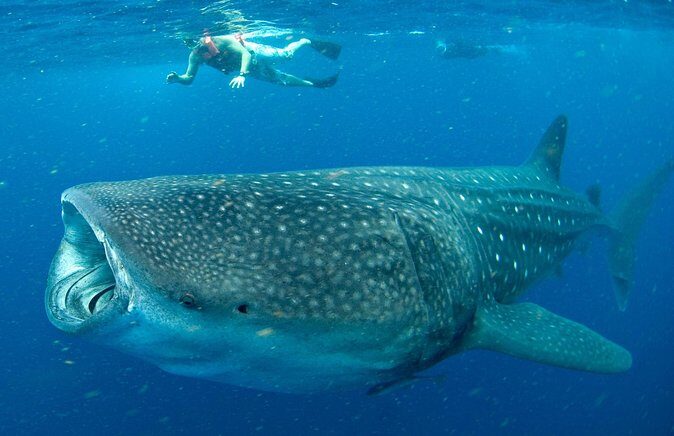 Whale Sharks Small-Group Tour in Cancun and Riviera Maya - Key Highlights You’ll Care About
