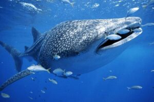 Whale Sharks Small-Group Tour in Cancun and Riviera Maya - Pickup, Ride Time, and the Small-Boat Reality
