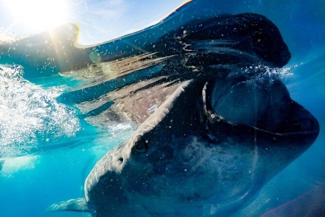 Whale Sharks Small-Group Tour in Cancun and Riviera Maya - Marina Xtabay Briefing: How the Day Starts Right