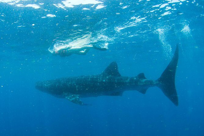 Whale Sharks Small-Group Tour in Cancun and Riviera Maya - The Whale Shark Swim: What You’re Actually Paying For