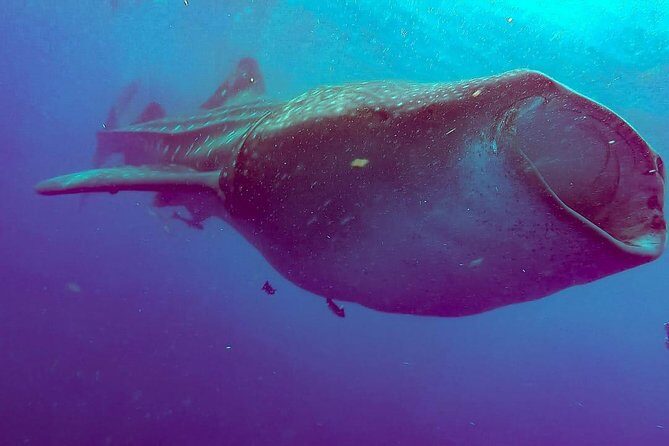 Whale Sharks Small-Group Tour in Cancun and Riviera Maya - Isla Mujeres Lunch Break and Extra Water Time