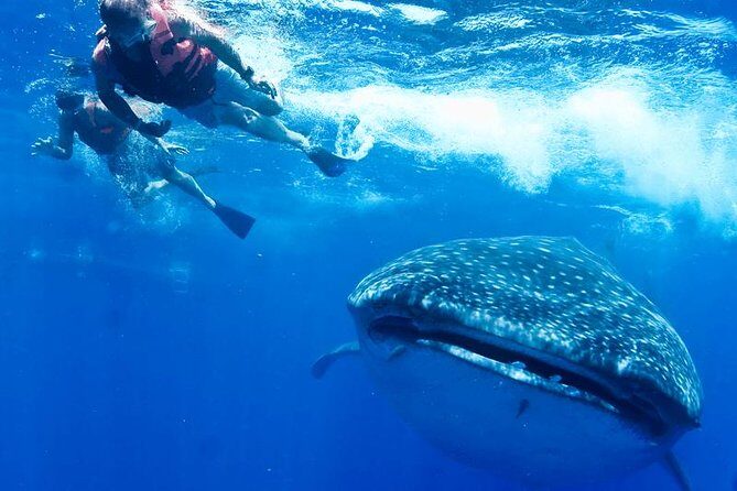 Whale Sharks Small-Group Tour in Cancun and Riviera Maya - Price and Value: Is $160 Worth It?