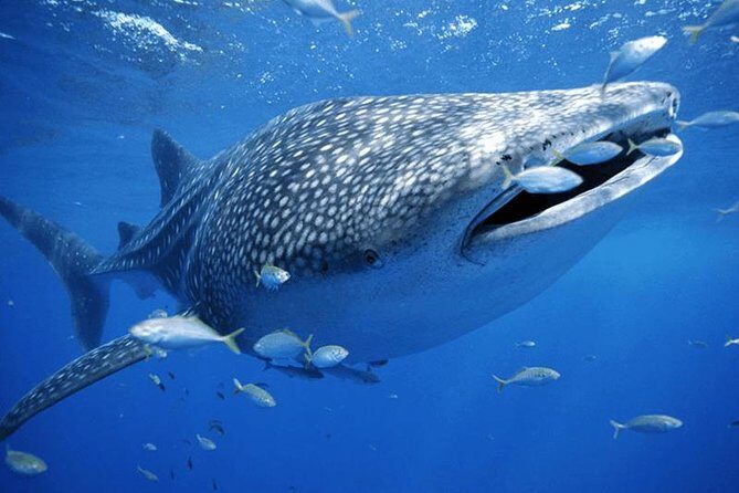 Whale Sharks Small-Group Tour in Cancun and Riviera Maya - Pickup, Ride Time, and the Small-Boat Reality