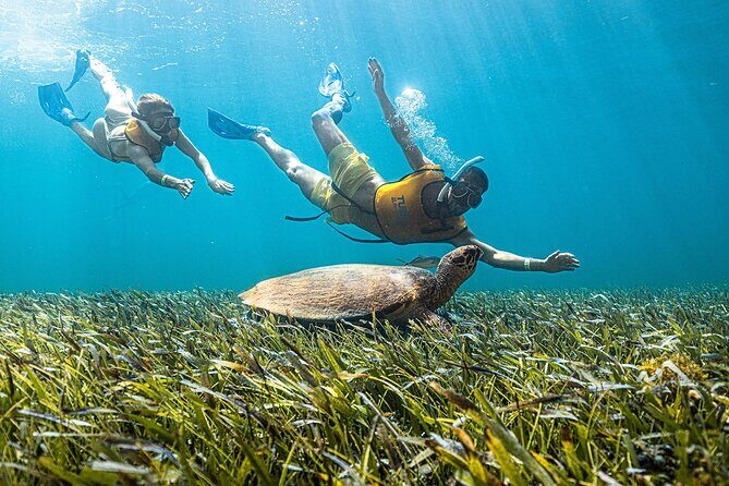 With Turtles, Shipwreck, Cenote, and Reef and Transport Included - Weather, Currents, And Seasickness: Your Risk Checklist